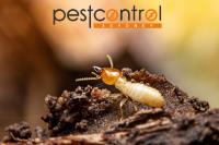 Termite Inspection Sydney image 2